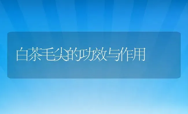 白茶毛尖的功效与作用 | 养殖资料投稿