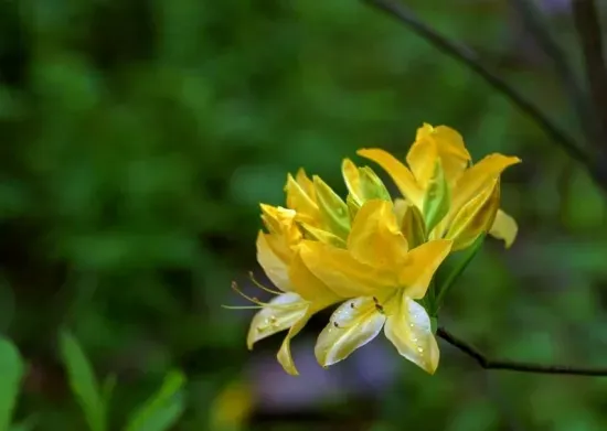 室内不适合养什么花草植物，室内养花禁忌