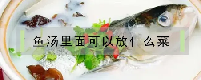 鱼汤里面可以放什么菜