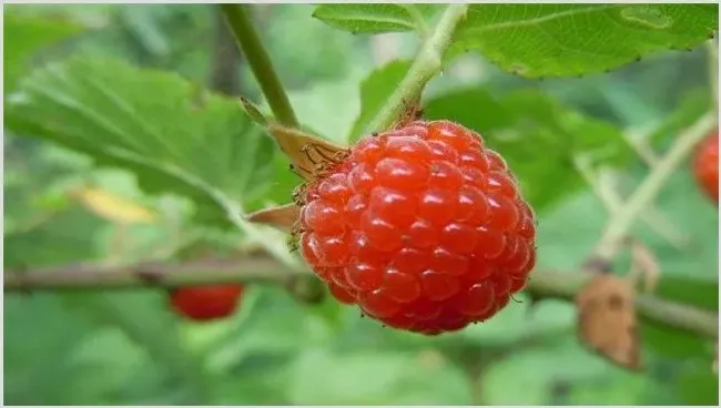树莓种植效益分析 | 农业养殖资讯
