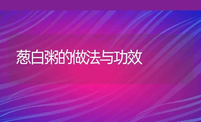 葱白粥的做法与功效 | 养殖资讯