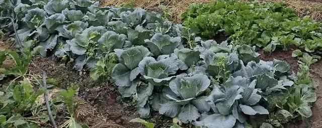 秋季种什么菜