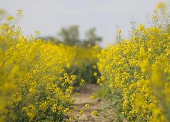 蔬菜|油菜是什么菜