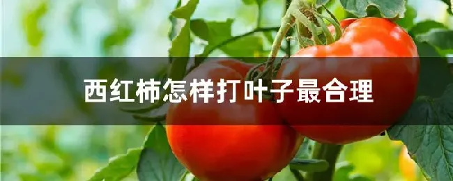 西红柿怎样打叶子最合理