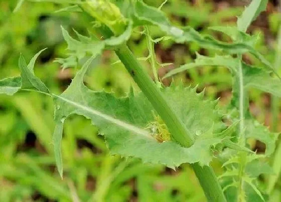 蔬菜|苦菜是什么菜