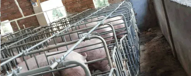 母猪产后饲养管理技术
