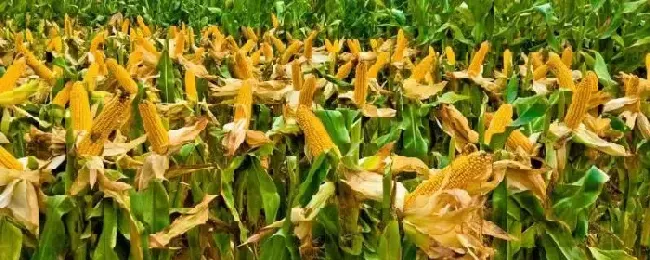 玉米在什么温度下播种适合2400到2500积温玉米种子