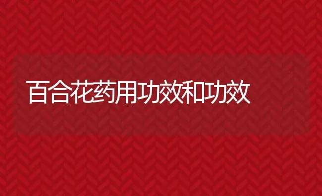 百合花药用功效和功效 | 养殖资料投稿