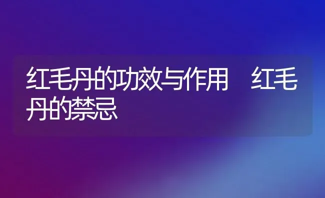 红毛丹的功效与作用 红毛丹的禁忌 | 养殖资料投稿