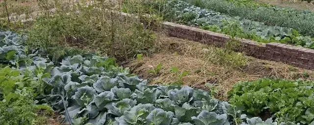 秋季种什么菜