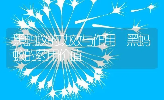 黑蚂蚁的功效与作用 黑蚂蚁的药用价值 | 养殖资料投稿