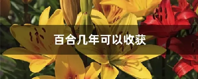 百合几年可以收获