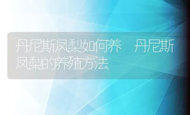 丹尼斯凤梨如何养 丹尼斯凤梨的养殖方法 | 养殖资料投稿