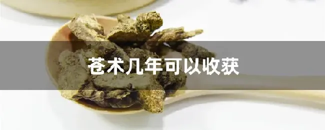 苍术几年可以收获