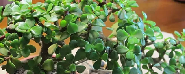 马齿苋树是不是马齿菜？