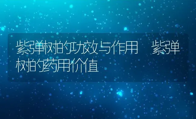 紫弹树的功效与作用 紫弹树的药用价值 | 养殖资料投稿