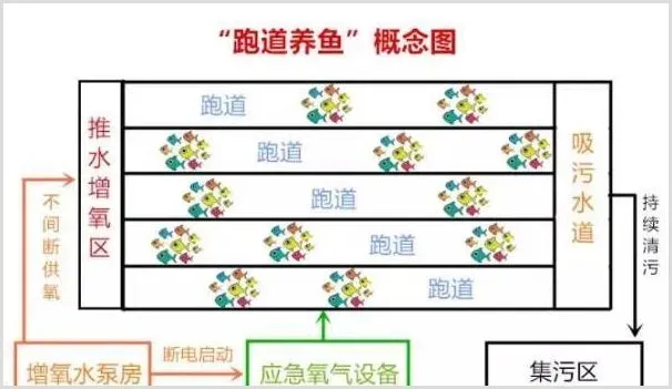 “跑道”鱼是什么鱼？为什么能赚钱 | 养殖什么赚钱