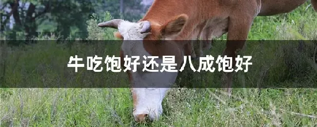 牛吃饱好还是八成饱好