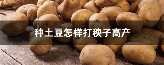 种土豆怎样打秧子高产