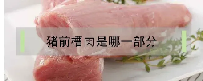 猪前槽肉是哪一部分