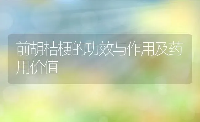 前胡桔梗的功效与作用及药用价值 | 养殖资料投稿