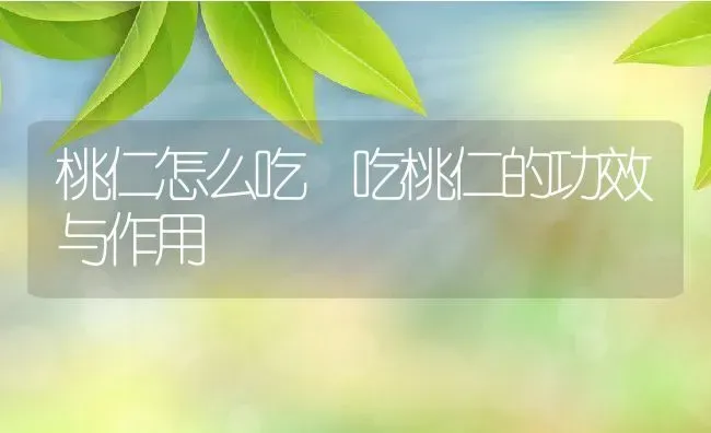 桃仁怎么吃 吃桃仁的功效与作用 | 养殖资料投稿