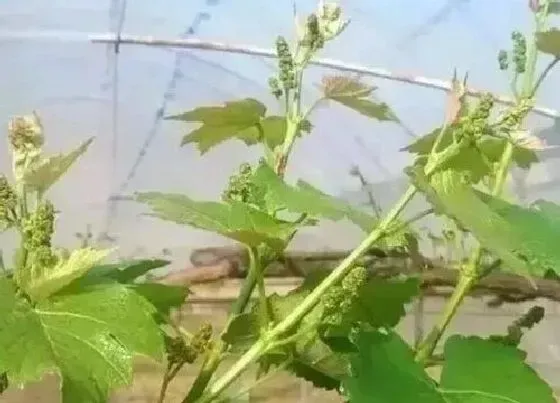种植前景|阳光玫瑰亩产量一般多少斤 种植一亩成本及利润