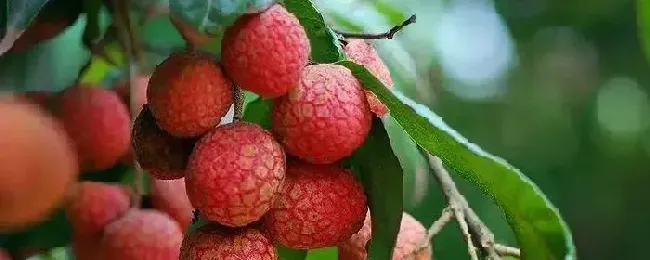 荔枝怎么用多效唑压花可以和乙烯利混合使用吗