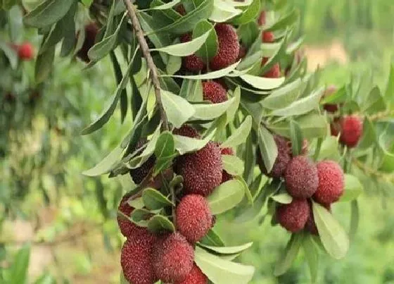 种植前景|广西可以种杨梅吗