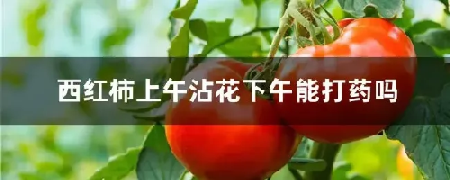 西红柿上午沾花下午能打药吗