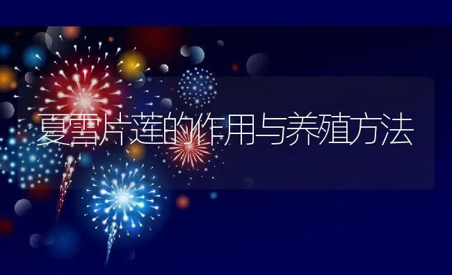 夏雪片莲的作用与养殖方法 | 养殖资料投稿