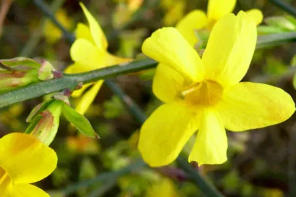 迎春花秋天掉叶子的原因？迎春花秋天为什么掉叶子