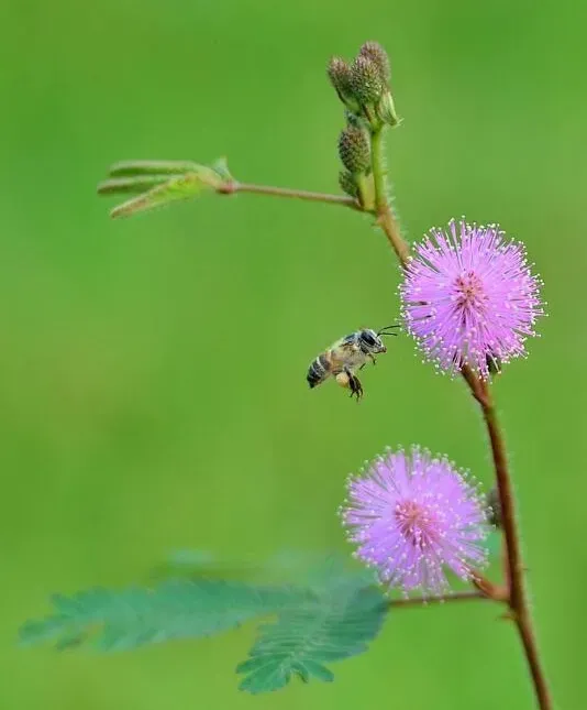 室内不适合养什么花草植物，室内养花禁忌