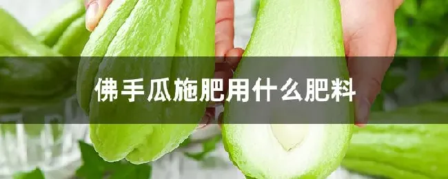 佛手瓜施肥用什么肥料