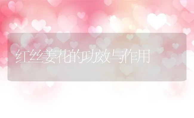 红丝姜花的功效与作用 | 养殖资料投稿