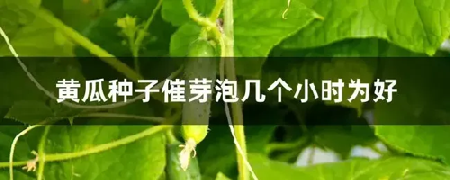 黄瓜种子催芽泡几个小时为好