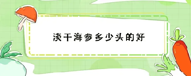 淡干海参多少头的好