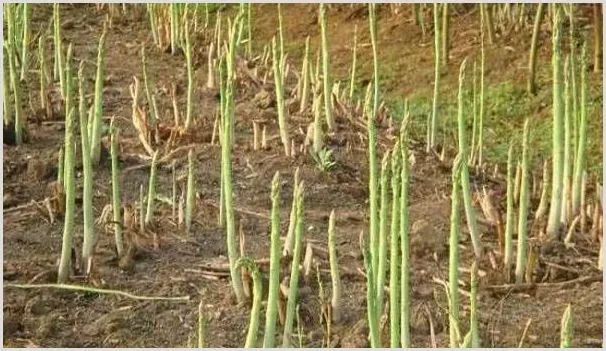 种植芦笋赚钱吗？每亩产值至少可达4000元 | 致富养殖项目