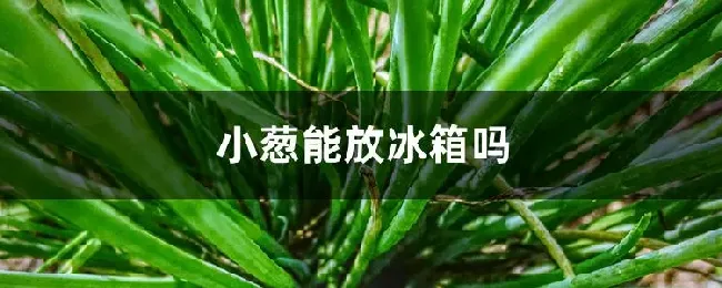 小葱能放冰箱吗