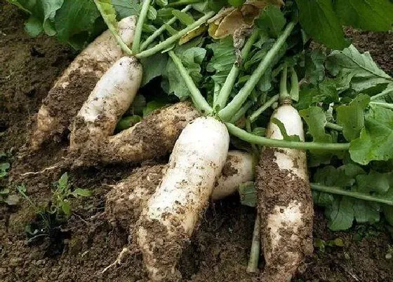 种植前景|萝卜的种植条件 生长环境的条件