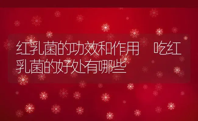 红乳菌的功效和作用 吃红乳菌的好处有哪些 | 养殖资料投稿
