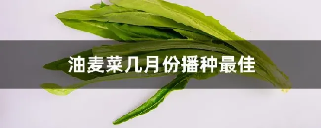 油麦菜几月份播种最佳