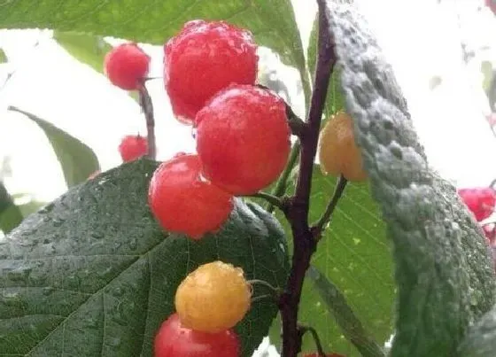 种植前景|樱桃种植条件和区域气温要求