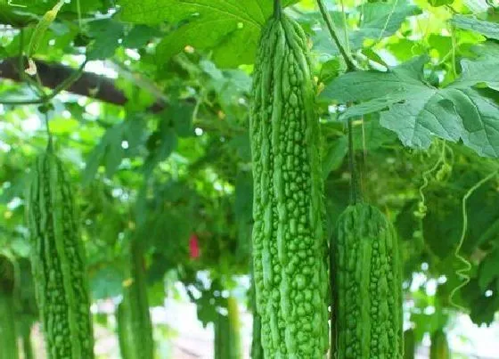 种菜|阳台种苦瓜的方法图片 阳台种苦瓜怎么搭架子