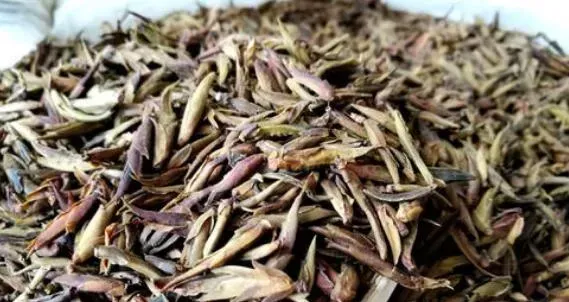 芽孢茶的功效与作用 有什么禁忌吗