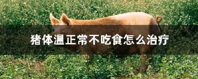 猪体温正常不吃食怎么治疗