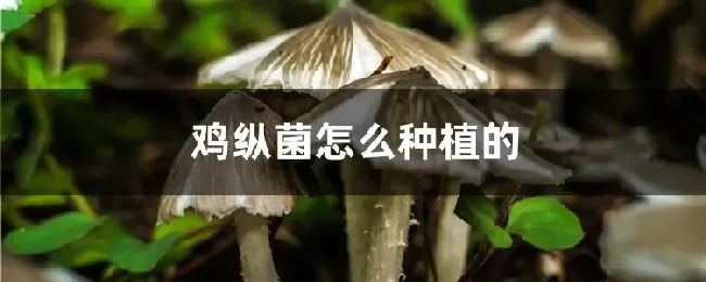 鸡纵菌怎么种植的