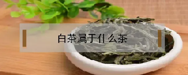 白茶属于什么茶