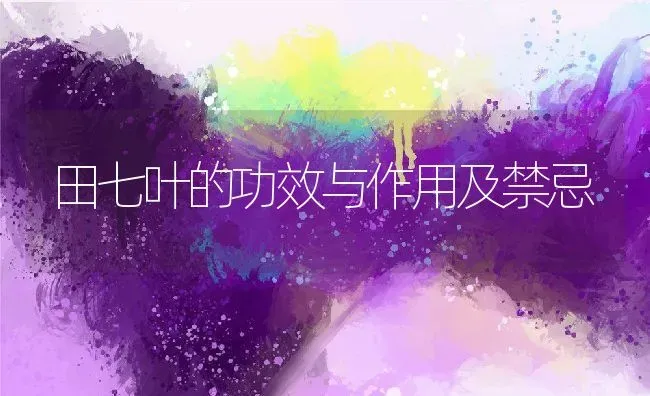 田七叶的功效与作用及禁忌 | 养殖资料投稿