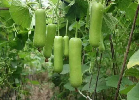 种植前景|浦芦瓜亩产量多少斤 大棚种植浦芦瓜的产量